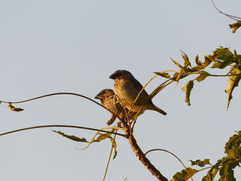 Low angle view of bird perching on branch against clear sky