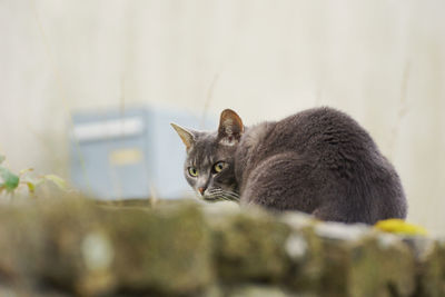 Portrait of cat