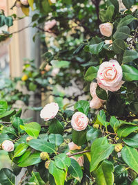 Close-up of pink roses on plant