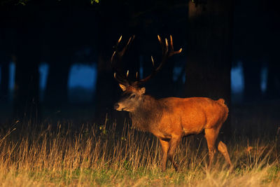 Deer standing in field