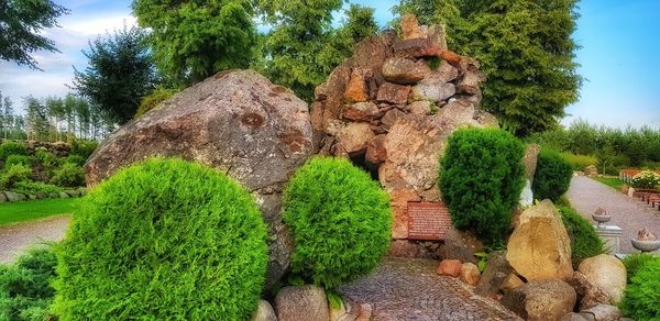 Plants growing in garden