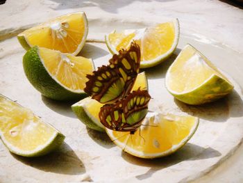 High angle view of butterflies mating on lime