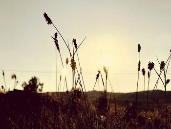 Close-up of stalks in field against sky during sunset