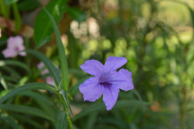 Close-up of purple flowering plant