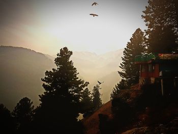 Scenic view of silhouette trees against sky during sunset