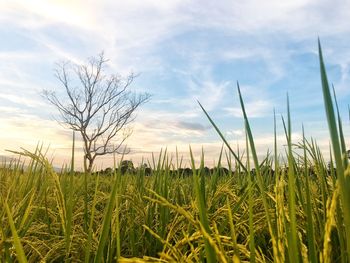 Crops growing on field against sky