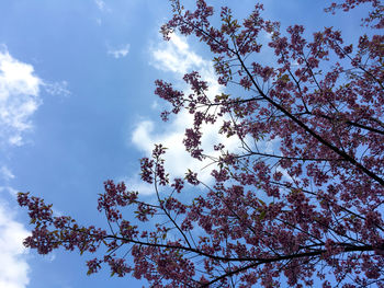 Low angle view of flowering tree against sky