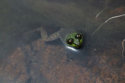 High angle view of turtle in water