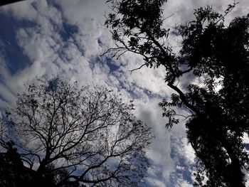 Low angle view of trees against sky