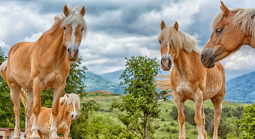 Panoramic view of two horses on field against sky