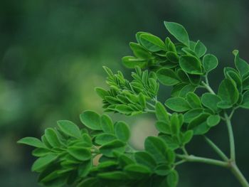 Close-up of fresh green plant