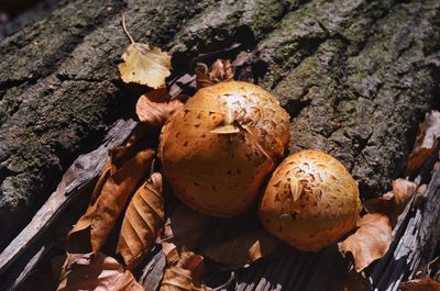 Close-up of mushrooms growing on field