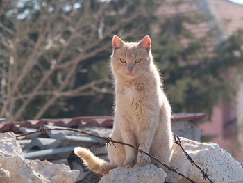 Close-up of cat sitting outdoors