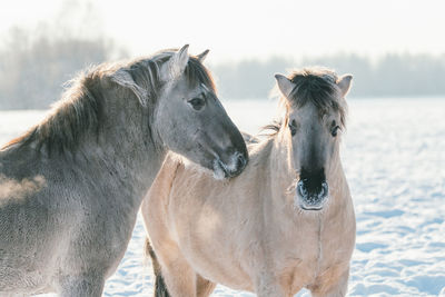 View of a horse