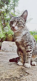 Close-up portrait of a cat looking away