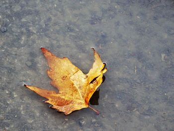 High angle view of maple leaf on street