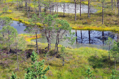 Scenic view of lake in forest