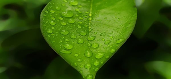 Close-up of raindrops on leaf