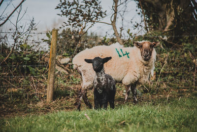 Sheep standing in a field