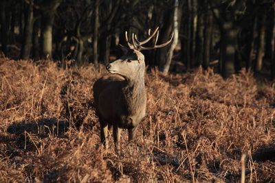 Deer standing on field