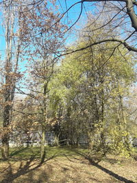 Trees growing in forest against sky during autumn