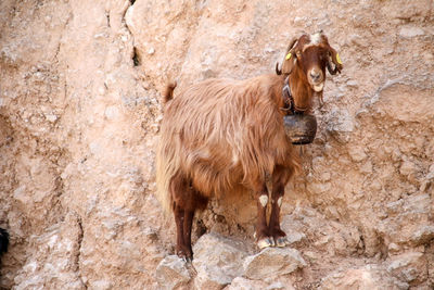 Portrait of a dog standing against wall