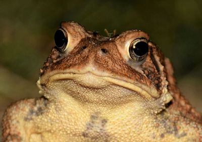 Close-up of lizard