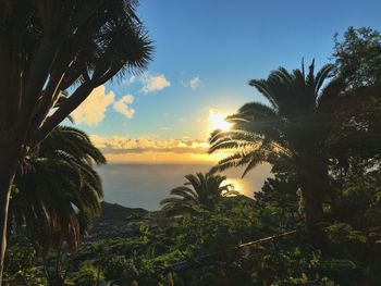 tropical climate