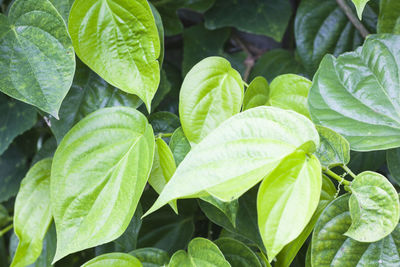 Close-up of fresh green leaves