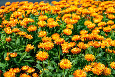 A meadow of orange and yellow flowers taken from ground level