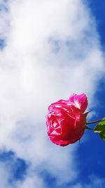 Close-up of red rose blooming against sky