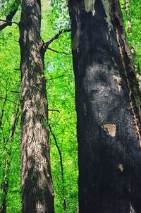 Close-up of tree trunk in forest