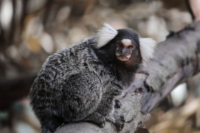 Close-up of monkey