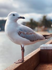 Close-up of seagull perching on railing