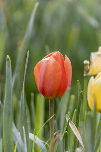 Close-up of red tulip