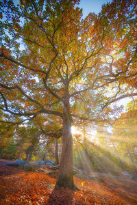 Sunlight streaming through trees in forest during autumn