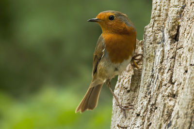 Close-up of robin perching on tree