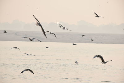 Seagulls flying over sea against sky