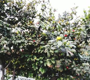 Flowers on tree