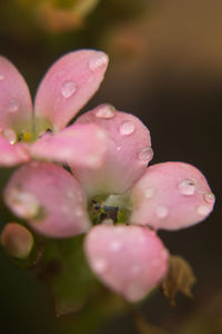 Close-up of water drops on pink flower