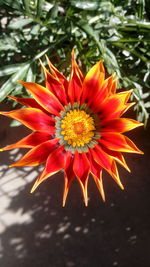 Close-up of red orange flower