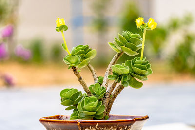 Close-up of potted plant