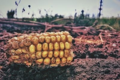 Close-up of corn on field