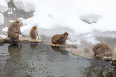 Japanese snow monkey in hot spring