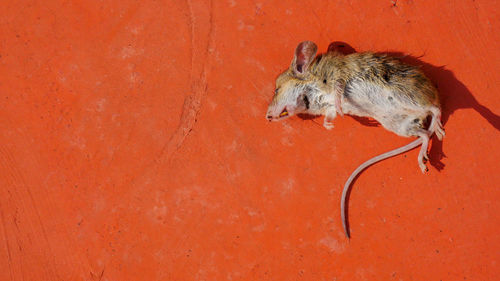 High angle view of dead rat red footpath