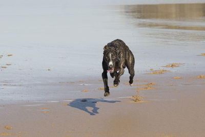 Dog on beach