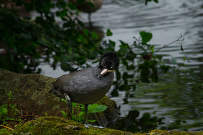 High angle view of coot against lake