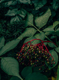 Plant growing on a tree