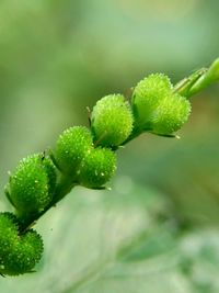 Close-up of flower buds growing outdoors