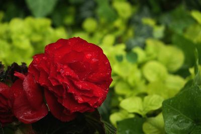 Close-up of red rose